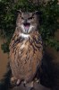 (Y47-051  ) Owl Bird Oiseaux Hiboux Chouettes Búhos Uilen, Postal Stationery -Articles Postaux -Postsache F - Uilen
