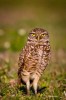 (Y47-054  ) Owl Bird Oiseaux Hiboux Chouettes Búhos Uilen, Postal Stationery -Articles Postaux -Postsache F - Hiboux & Chouettes