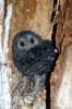 (Y47-055  ) Owl Bird Oiseaux Hiboux Chouettes Búhos Uilen, Postal Stationery -Articles Postaux -Postsache F - Owls