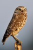 (Y47-056  ) Owl Bird Oiseaux Hiboux Chouettes Búhos Uilen, Postal Stationery -Articles Postaux -Postsache F - Gufi E Civette