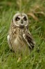 (Y47-057  ) Owl Bird Oiseaux Hiboux Chouettes Búhos Uilen, Postal Stationery -Articles Postaux -Postsache F - Gufi E Civette