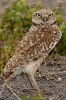 (Y47-058  ) Owl Bird Oiseaux Hiboux Chouettes Búhos Uilen, Postal Stationery -Articles Postaux -Postsache F - Gufi E Civette