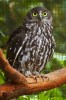 (Y47-060  ) Owl Bird Oiseaux Hiboux Chouettes Búhos Uilen, Postal Stationery -Articles Postaux -Postsache F - Owls