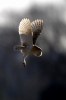 (Y47-063  ) Owl Bird Oiseaux Hiboux Chouettes Búhos Uilen, Postal Stationery -Articles Postaux -Postsache F - Gufi E Civette
