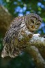 (Y47-065  ) Owl Bird Oiseaux Hiboux Chouettes Búhos Uilen, Postal Stationery -Articles Postaux -Postsache F - Eulenvögel