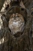(Y47-066  ) Owl Bird Oiseaux Hiboux Chouettes Búhos Uilen, Postal Stationery -Articles Postaux -Postsache F - Búhos, Lechuza