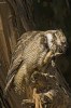 (Y47-067  ) Owl Bird Oiseaux Hiboux Chouettes Búhos Uilen, Postal Stationery -Articles Postaux -Postsache F - Gufi E Civette