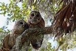 (Y47-069  ) Owl Bird Oiseaux Hiboux Chouettes Búhos Uilen, Postal Stationery -Articles Postaux -Postsache F - Hiboux & Chouettes