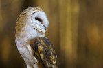 (Y47-070  ) Owl Bird Oiseaux Hiboux Chouettes Búhos Uilen, Postal Stationery -Articles Postaux -Postsache F - Owls