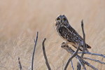 (Y47-073  ) Owl Bird Oiseaux Hiboux Chouettes Búhos Uilen, Postal Stationery -Articles Postaux -Postsache F - Owls