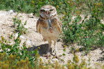 (Y47-075  ) Owl Bird Oiseaux Hiboux Chouettes Búhos Uilen, Postal Stationery -Articles Postaux -Postsache F - Owls