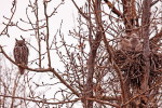 (Y47-079  ) Owl Bird Oiseaux Hiboux Chouettes Búhos Uilen, Postal Stationery -Articles Postaux -Postsache F - Hiboux & Chouettes