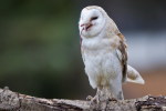 (Y47-080  ) Owl Bird Oiseaux Hiboux Chouettes Búhos Uilen, Postal Stationery -Articles Postaux -Postsache F - Owls