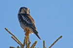 (Y47-081  ) Owl Bird Oiseaux Hiboux Chouettes Búhos Uilen, Postal Stationery -Articles Postaux -Postsache F - Owls