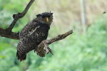 (Y47-082  ) Owl Bird Oiseaux Hiboux Chouettes Búhos Uilen, Postal Stationery -Articles Postaux -Postsache F - Gufi E Civette