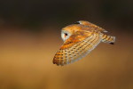 (Y47-084  ) Owl Bird Oiseaux Hiboux Chouettes Búhos Uilen, Postal Stationery -Articles Postaux -Postsache F - Eulenvögel