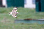 (Y47-086  ) Owl Bird Oiseaux Hiboux Chouettes Búhos Uilen, Postal Stationery -Articles Postaux -Postsache F - Eulenvögel