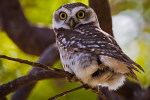 (Y47-087  ) Owl Bird Oiseaux Hiboux Chouettes Búhos Uilen, Postal Stationery -Articles Postaux -Postsache F - Eulenvögel