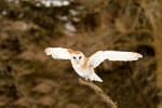 (Y47-094  ) Owl Bird Oiseaux Hiboux Chouettes Búhos Uilen, Postal Stationery -Articles Postaux -Postsache F - Owls