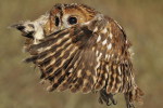 (Y47-100  ) Owl Bird Oiseaux Hiboux Chouettes Búhos Uilen, Postal Stationery -Articles Postaux -Postsache F - Uilen