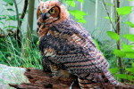 (Y47-101  ) Owl Bird Oiseaux Hiboux Chouettes Búhos Uilen, Postal Stationery -Articles Postaux -Postsache F - Gufi E Civette