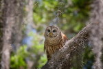 (Y47-109  ) Owl Bird Oiseaux Hiboux Chouettes Búhos Uilen, Postal Stationery -Articles Postaux -Postsache F - Owls