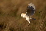 (Y47-116  ) Owl Bird Oiseaux Hiboux Chouettes Búhos Uilen, Postal Stationery -Articles Postaux -Postsache F - Uilen