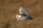 (Y47-118  ) Owl Bird Oiseaux Hiboux Chouettes Búhos Uilen, Postal Stationery -Articles Postaux -Postsache F - Owls