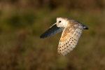 (Y47-122  ) Owl Bird Oiseaux Hiboux Chouettes Búhos Uilen, Postal Stationery -Articles Postaux -Postsache F - Owls