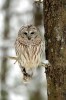(Y47-124  ) Owl Bird Oiseaux Hiboux Chouettes Búhos Uilen, Postal Stationery -Articles Postaux -Postsache F - Búhos, Lechuza