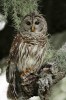 (Y47-126  ) Owl Bird Oiseaux Hiboux Chouettes Búhos Uilen, Postal Stationery -Articles Postaux -Postsache F - Uilen