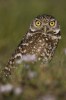 (Y47-127  ) Owl Bird Oiseaux Hiboux Chouettes Búhos Uilen, Postal Stationery -Articles Postaux -Postsache F - Gufi E Civette