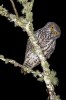 (Y47-131  ) Owl Bird Oiseaux Hiboux Chouettes Búhos Uilen, Postal Stationery -Articles Postaux -Postsache F - Gufi E Civette