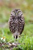 (Y47-135  ) Owl Bird Oiseaux Hiboux Chouettes Búhos Uilen, Postal Stationery -Articles Postaux -Postsache F - Hiboux & Chouettes