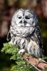 (Y47-136  ) Owl Bird Oiseaux Hiboux Chouettes Búhos Uilen, Postal Stationery -Articles Postaux -Postsache F - Uilen