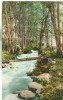 USA – United States – Ashland Creek Canyon, Oregon, Around 1910 Unused Postcard [P6376] - Other & Unclassified