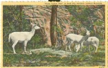 USA – United States – White Fallow Deer In Rock City Gardens, Lookout Mountain, Tennessee, Unused Linen Postcard [P6379] - Chattanooga