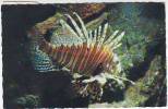 MONACO . AQUARIUM MARIN DE MONACO. RASCASSE VOLANTE . PTEROIS VOLITANS. POISSON.  9.ADIA - Museo Oceanográfico