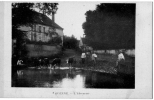 Quenne Vaches Et Hommes à L´abreuvoir 1910 état Superbe - Champs Sur Yonne