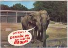 ELEPHANTS. OFFICIEL DEMAIN ON SE MET AU REGIME. CIM - Elefanti