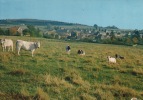 Torgny Panorama - Rouvroy