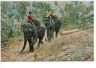 Olifant Elephant Elefant  Thailand - Elephants