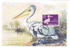 Pélicans,Pelican 2006 CM,maxicard,cartes Maximum - Romania. - Pélicans