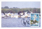 Pélicans,Pelican 2006 CM,maxicard,cartes Maximum - Romania. - Pellicani