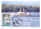 Pélicans,Pelican 2006 CM,maxicard,cartes Maximum - Romania. - Pelícanos