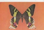 ZS6105 Animaux Animals Papillon Buterfly Romania Not Used Good Shape - Schmetterlinge
