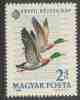 Hungary Ungarn 1964 Mi 2054 A YT 1672 SG 2018 ** Anas Platyrhynchos : Mallard / Stockenente - IMEX 1964; FIPCO Congress - Patos