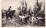 CARTE POSTALE DE GUADELOUPE ( Coupe De Canne A Sucre ) - Basse Terre