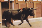 CORRIDA   TAUREAUX     Toro En Plaza - Taureaux