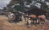 AMERIQUE CENTRALE,EL SALVADOR,prés Guatemala Et Honduras,ferme,métier,manera Original De Molienda De Azucar,sugar - El Salvador